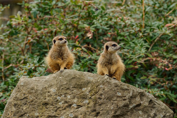 Naklejka na ściany i meble Two small meerkats on a rock under a bush