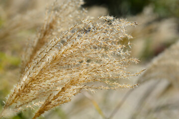 Chinese silver grass