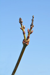 Cut Leaf Japanese Maple Dissectum Palmatifidum