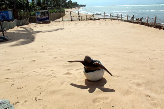 Turtle protection project , a representation of the birth of a turtle..