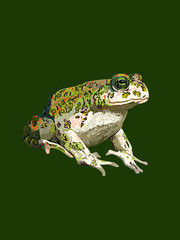 Western toad, anaxyrus boreas, large, amphibian, vector