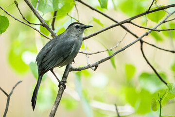 Beautiful gray catbird perched on a branch in the bushes