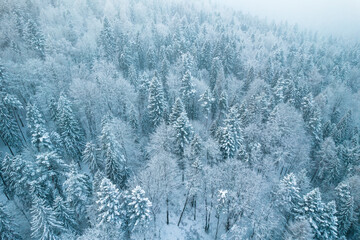 Winter Foggy Landscape in Forest. Spruce Trees in Snow
