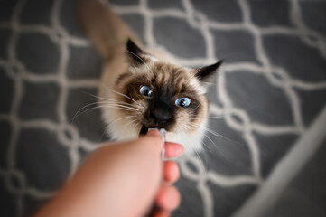 funny ragdoll cat getting a treat from owner, top view of cat eating a snack