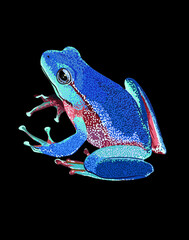 Leaf blue tree frog, litoria phyllochroa, amphibian, exotic, vector, isolated  black background