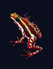 Tricolor poison dart frog, poisonus frog, exotic, vector