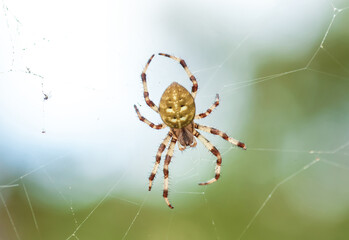 Four-spot orb-weaver yellow spider on web. Araneus quadratus arachnid on spiderweb close up