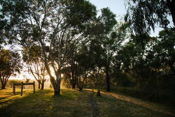 Australian gum trees on farm in the light on golden afternoon