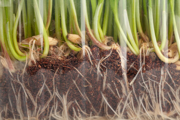 wheat sprouts seeds macro detail closeup