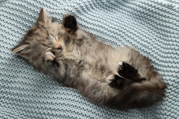Cute kitten sleeping on light blue knitted blanket, top view
