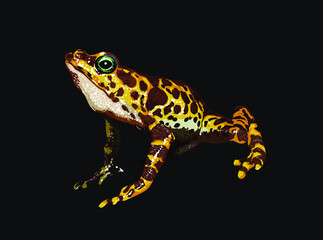 Atelopus certus, toad mountain harlequin frog, endangered frog spesies, vector