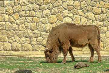 adult European Buffalo of Europe or wisent grazing in the grass. Bison bonasus family. Also know as...