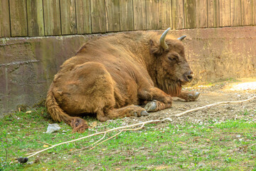 close up view of adult European Buffalo of Europe or wisent grazing in the grass. Bison bonasus...