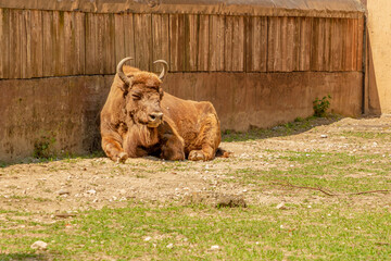 adult European Buffalo of Europe or wisent grazing in the grass. Bison bonasus family. Also know as...