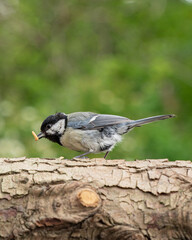 Meise Vogel mit Mehlwurm
