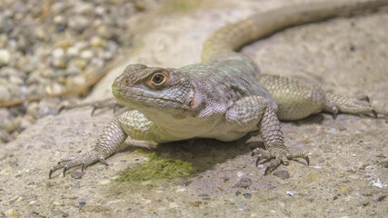 Fototapeta premium female of African on stone background. It's an insectivorous lizard of medium-small size. front view