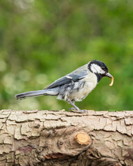 Meise Vogel mit Mehlwurm