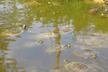 swimming red-eared slider turtle in a pond, Trachemys scripta elegans of Emydidae family. Adults of popular pet turtle in the United States. Native to the Southern United States and northern Mexico.