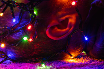 Men face close up with Christmas lights on his head.