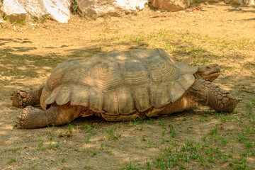 Obraz premium African spurred tortoise walking on the grass. Centrochelys sulcata species of Testudinidae family. Adults of ground turtle native to the Sahara desert in Africa. side view