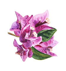 Naklejka premium Beautiful purple flowers of bougaivillea