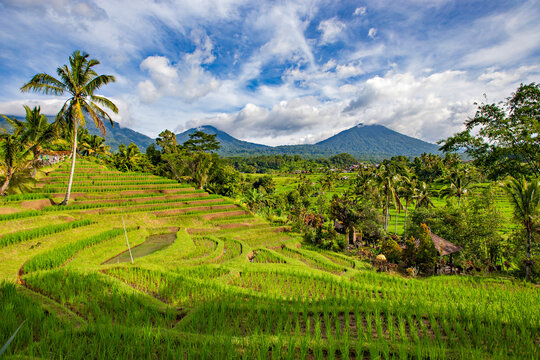 Spectacular view of Jatiluwih Rice Terrace, Unesco World Site, Bali, Indonesia