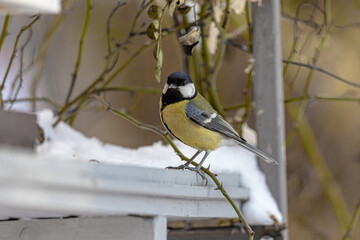 Great tit near a feeder during snowfall, close up, Parus major, Ukraine