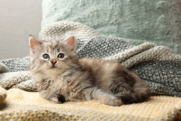 Cute kitten on knitted blanket. Baby animal