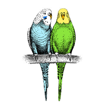 blue and green parakeets perched on branch clip art preview