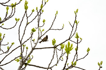 bird observed on a tree in the garden, beautiful female sparrow on a branch, spring, house sparrow, spring time