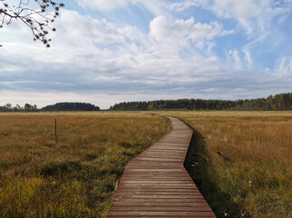 Wooden flooring over a swamp with yellowed grass against a beautiful sky with clouds.