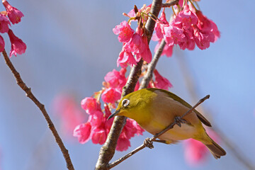 桜とメジロ