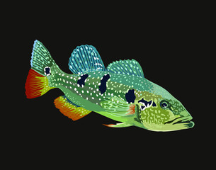 Pinima peacock bass,predator fish freshwater fish, vector