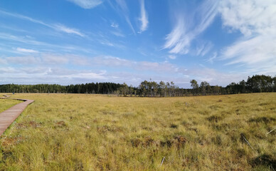 Fototapeta premium Panorama of a deck made of brown boards over a swamp with yellowed grass, against the background of a forest and a beautiful sky with clouds.