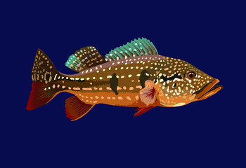 Temensis venezuela.pbass fish, exotic fish, predator fish, vector