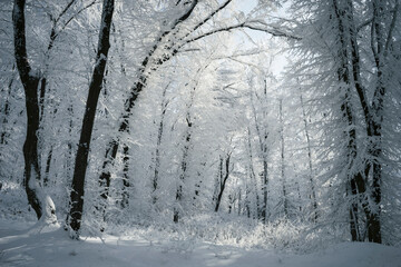 sunny winter forest with trees covered in snow