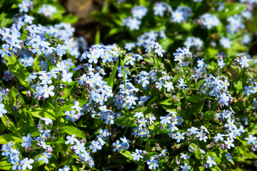 Baby blue eyes tiny flower, small blue flowers, natural background