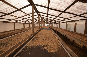 Fototapeta na wymiar Reaping coffee seeds in harvest season. Organic beans in farm
