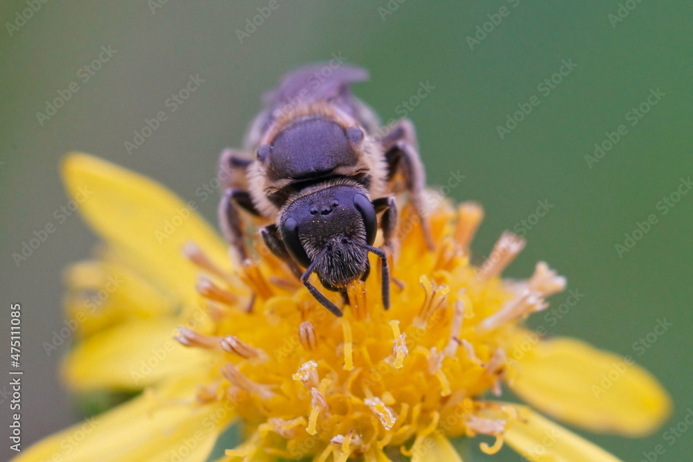 Sticker Frontal closeup of a female furrow bee , Lasioglossum on a yellow flower