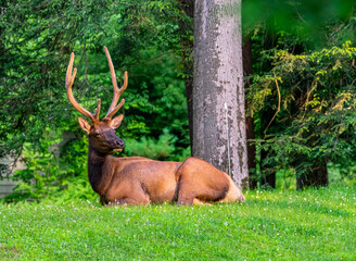 Elk in Elk County Pennsylvania