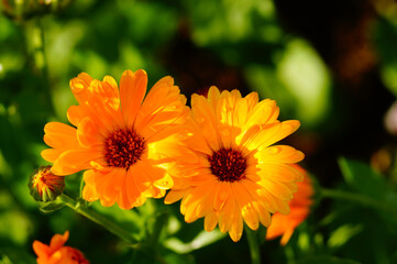 Calendula flowers glow in the sun after a rain shower.