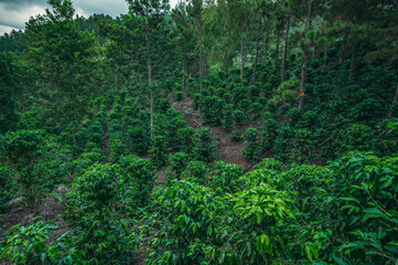 Obraz premium Coffee shrubs in Dominican republic with hill view