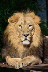 Lion , king isolated , Portrait Wildlife animal	
