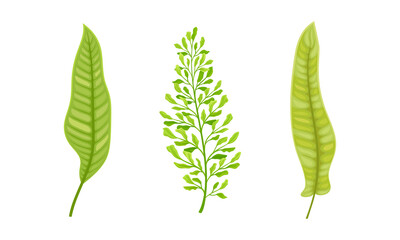 Green fern and palm leaves set. Jungle exotic leaf for summer tropical design vector illustration
