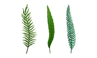 Set of green jungle exotic fern and palm leaves for summer tropical design vector illustration