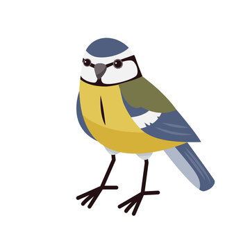 Blue tit in cartoon style isolated on a white background. Winter birds. 