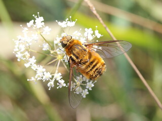 bee-fly (Villa hottentotta) on white flower 