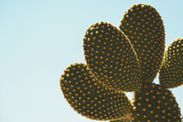Close up shot of cactus on blue sky
