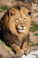 Fototapeta na wymiar Lion , king isolated , Portrait Wildlife animal 