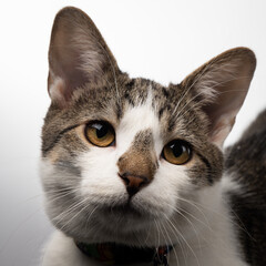 Fototapeta premium Cute gray and white kitten with studio lighting, eyes and ears are sharp